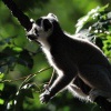 Lemur kata - Lemur catta - Ring-tailed Lemur 8932